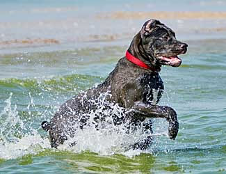Can a Cane Corso handle hot or cold weather?