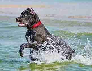 What do Cane Corsos like?