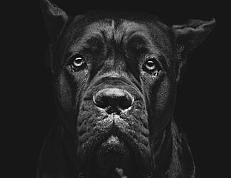 Cane Corso mastiff heat cycle