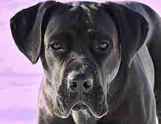 Are Cane Corsos good as guard or protection dogs?