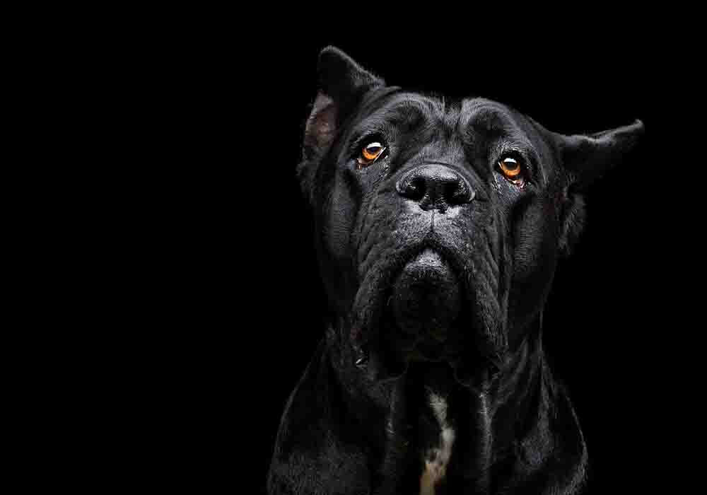 3 Best Pet Insurances For Cane Corsos Reviewed