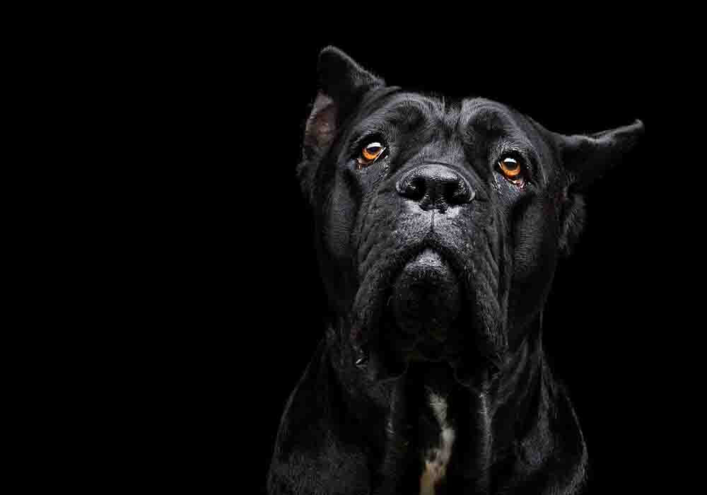 3 Top Best Pet Insurance For Cane Corso Reviewed