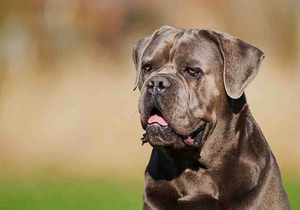 Cane corso jacket top