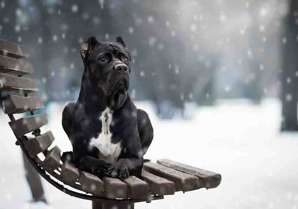 cane corso in cold weather cane corso in cold weather