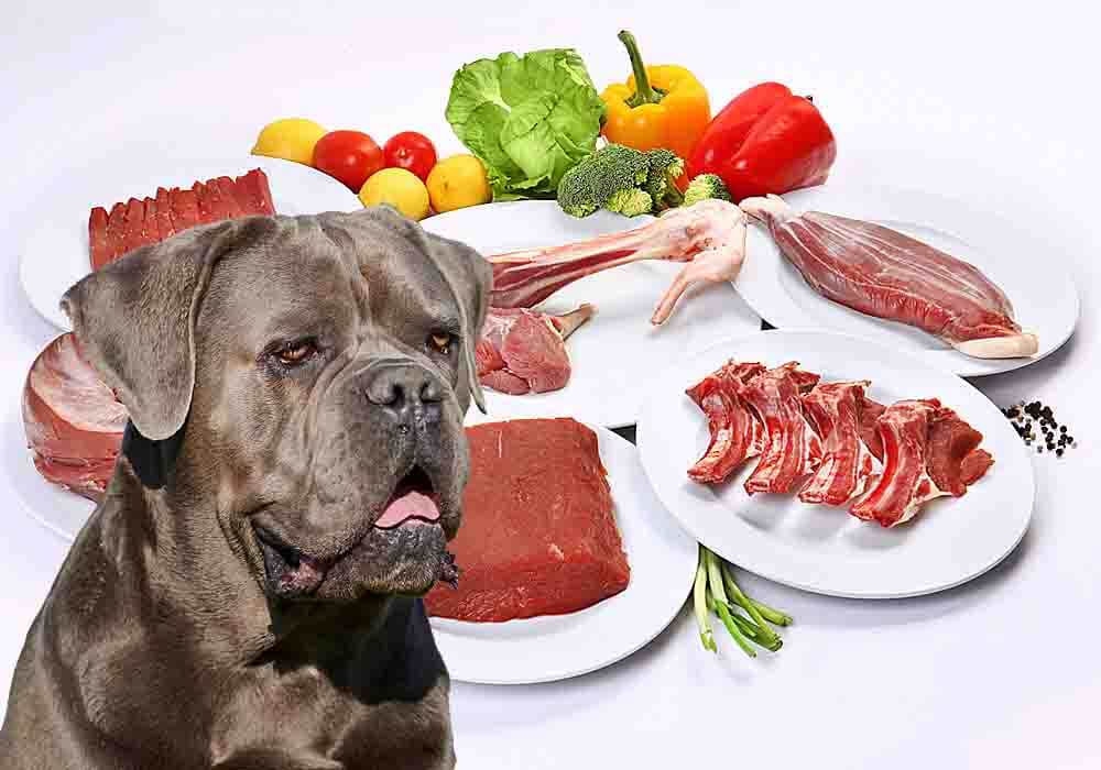 Raw Dog Food Diet Recipes for Cane Corso Adults & Puppies