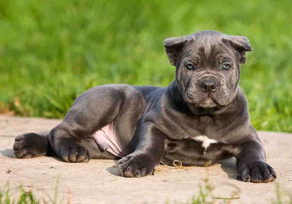 Cane Corso Growth Stages Puppy to Adult Height and Weight