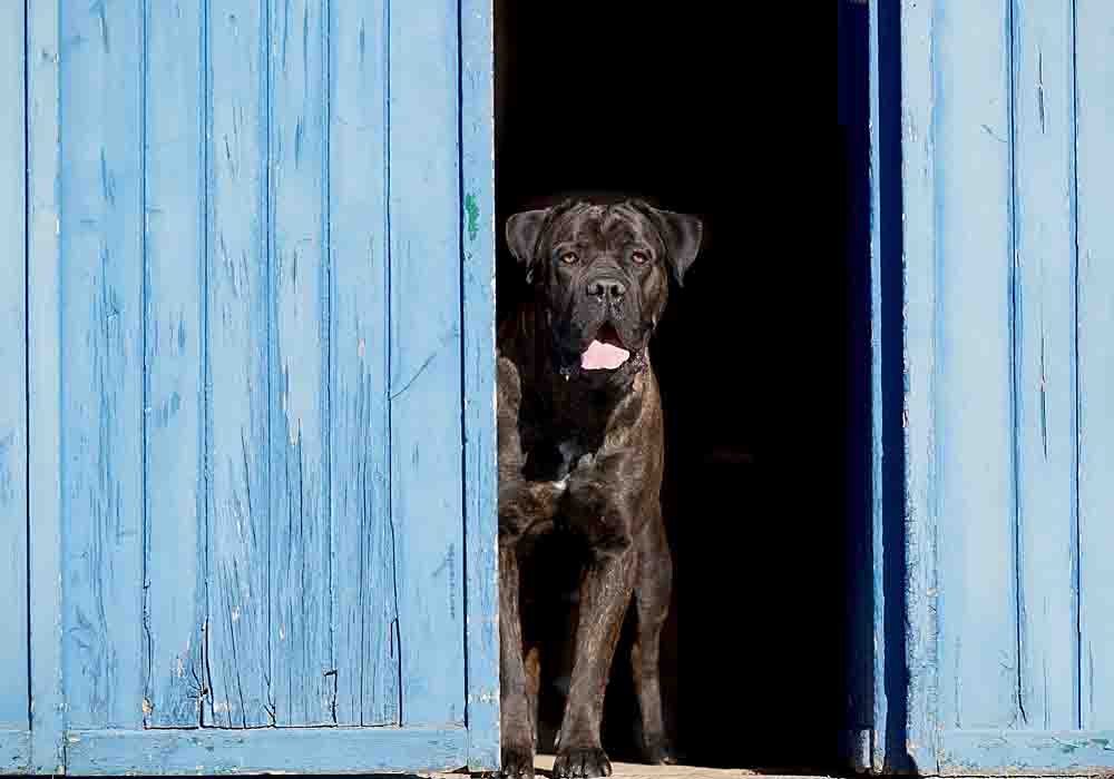 are mastiffs good in apartments