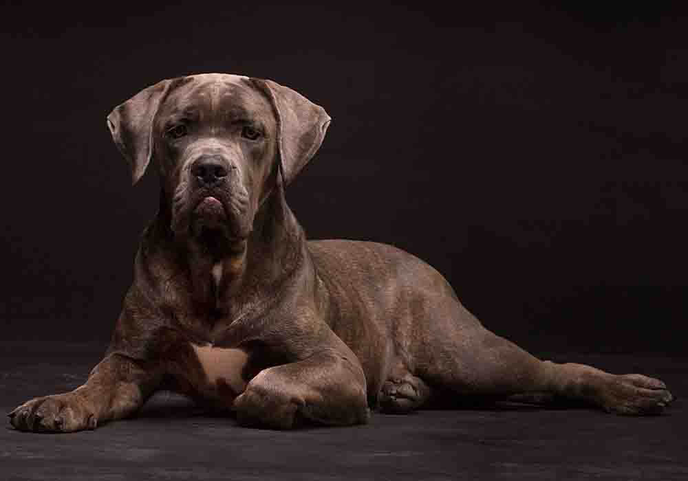 A 3.5-year-old castrated male Mastiff with nonambulatory