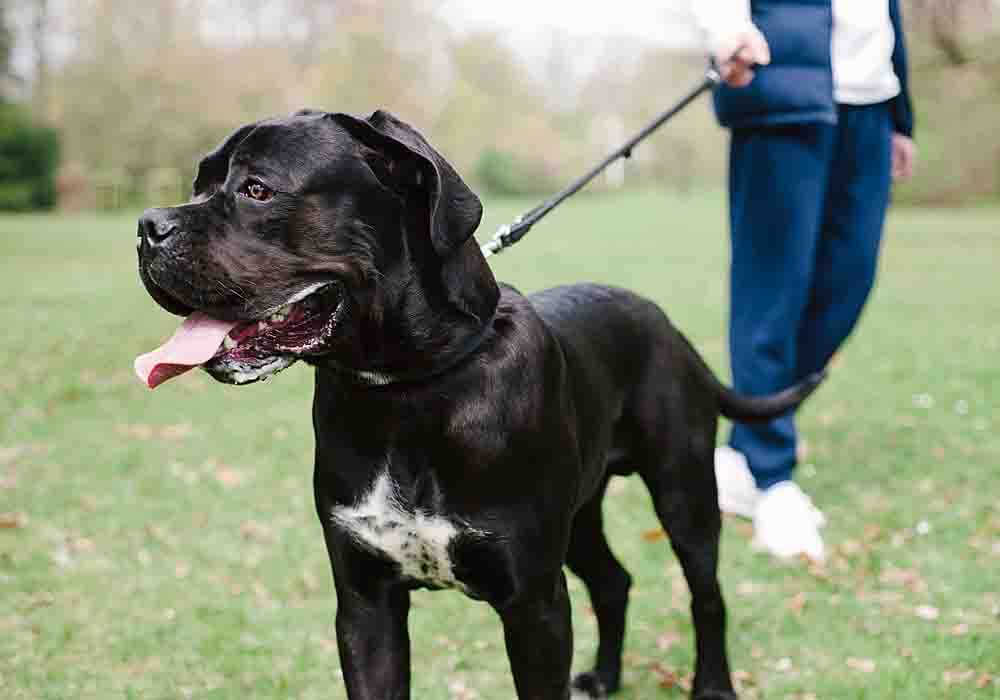 Come camminare un Cane Corso