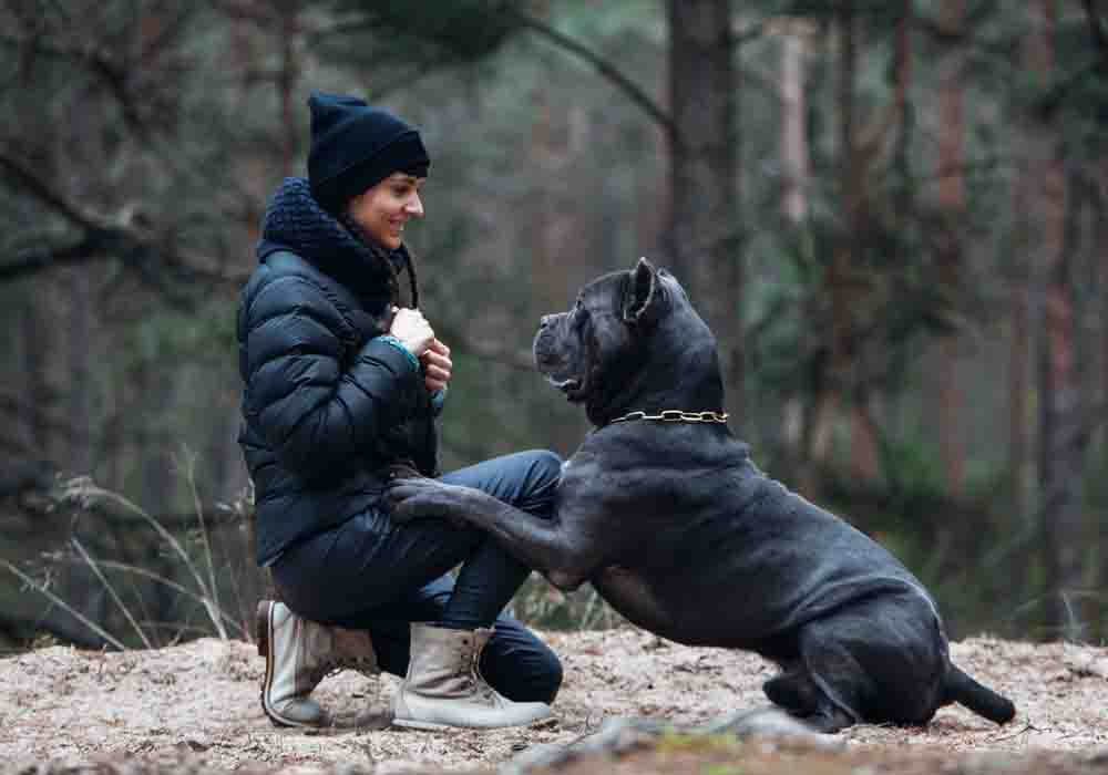 cane corso puppy for sale australia