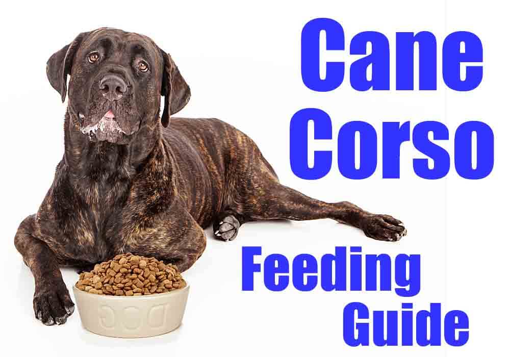 how much does dog food cost a month