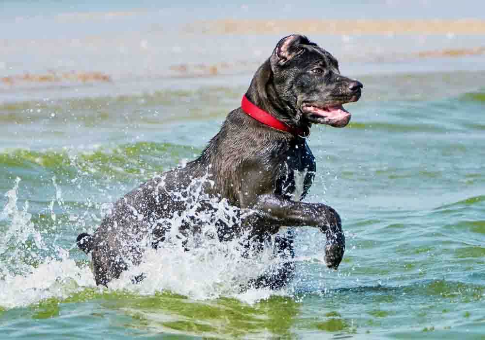CaneCorso1000x700Sx-29.jpg