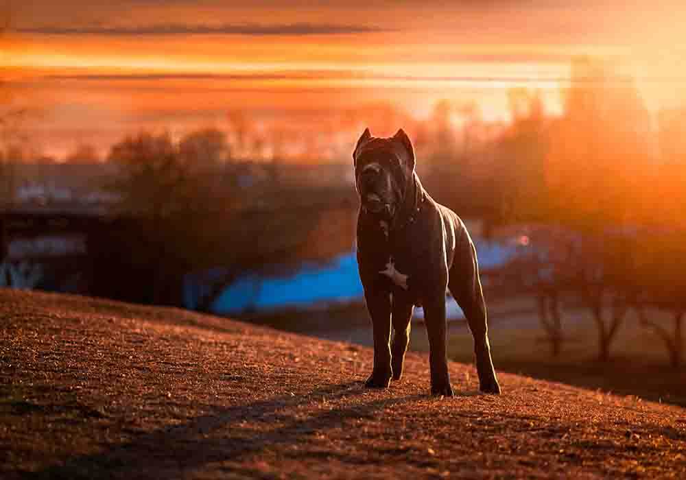 do cane corsos make good service dogs