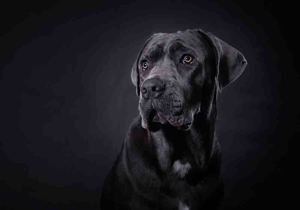 cane corso for first time owners