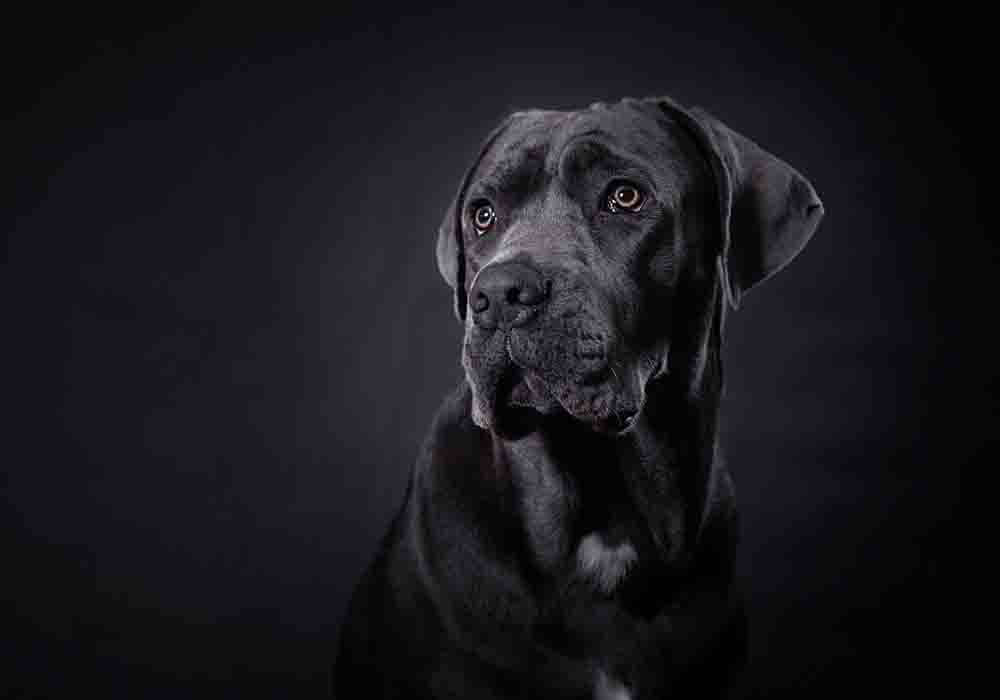 cane corso good and bad