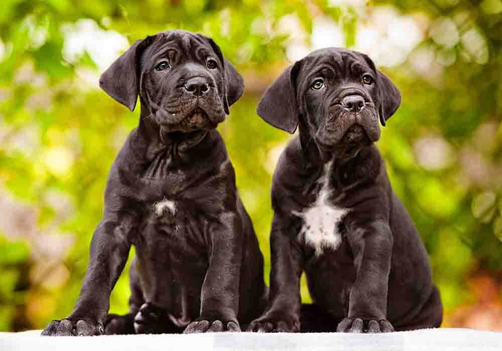 3 week old cane corso puppies