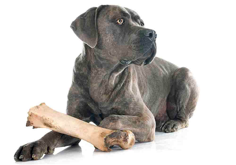 cane corso puppy raw diet