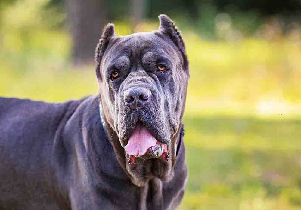 cane corso shedding: 6 helpful control tips