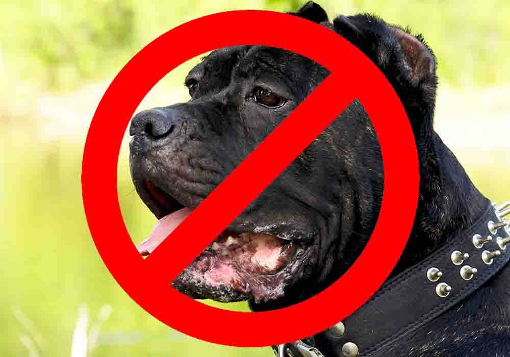 are cane corso banned in nz?