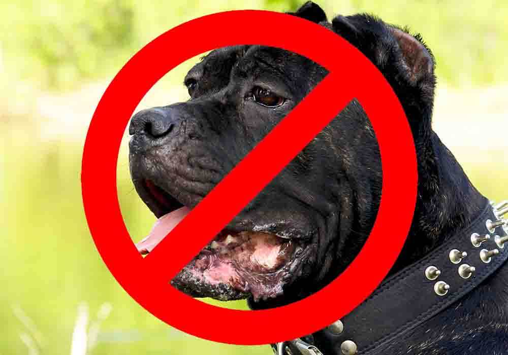 where are pitbulls illegal in canada