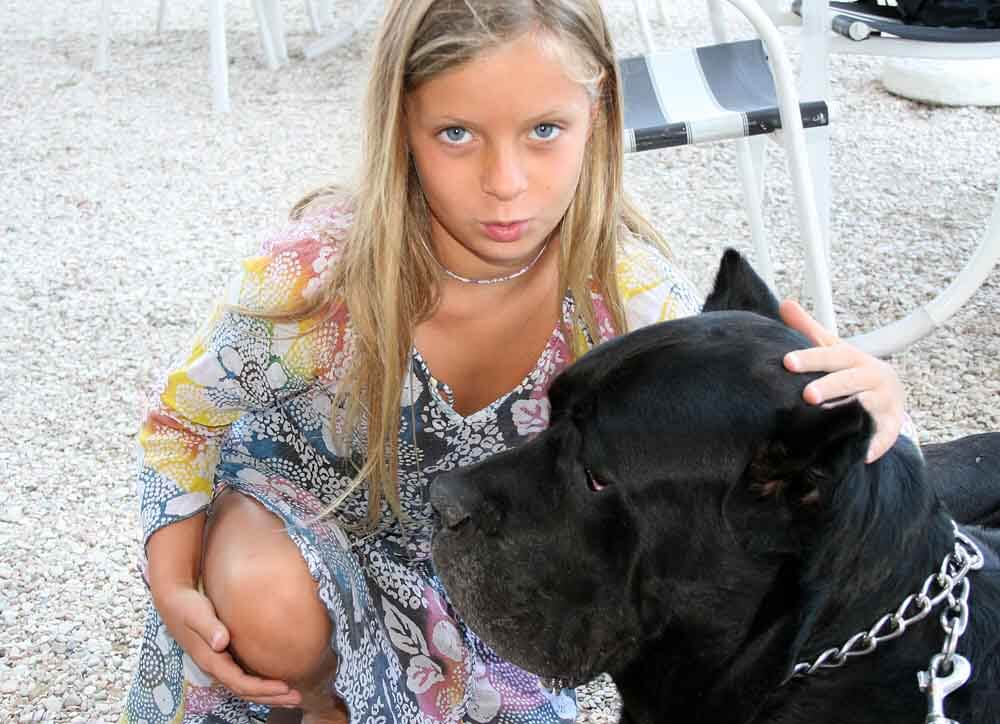 Are Cane Corsos Good With Kids Or Babies? - Mastiff Guide