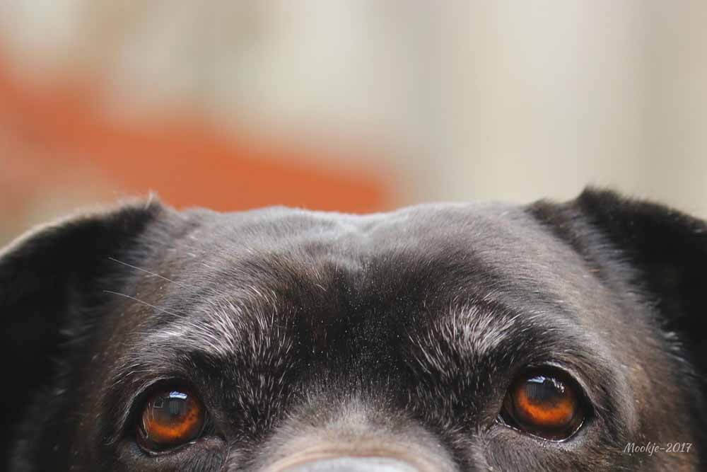 what were cane corso bred for what were cane corso bred for