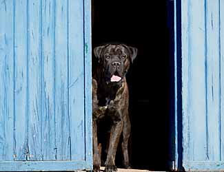 Can a cane corso live inside or outside