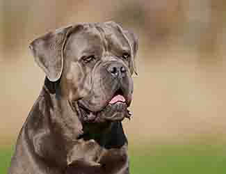 what age to spay-neuter or breed a cane corso young cane corso