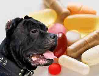 cane corso vitamins and suppliments cane corso about to receive vitamins