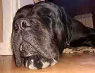 why does my cane corso sleep so much sleeping cane corso