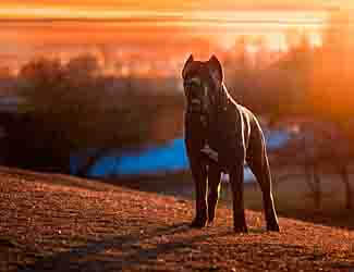 Beautiful Cane Corso at sunset