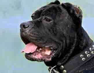 Cane Corsos for beginners