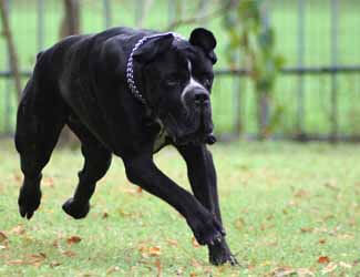 cane corso exercise needs Cane Corso running