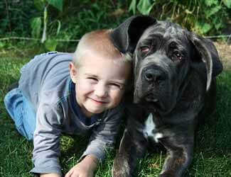Are Cane Corso good with kids or babies? Cane Corso and little boy