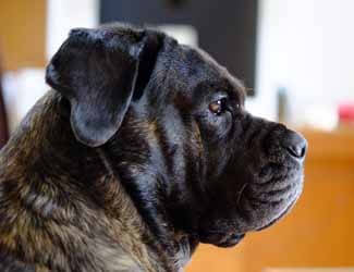 What were Cane Corso bred for? Cane Corso profile