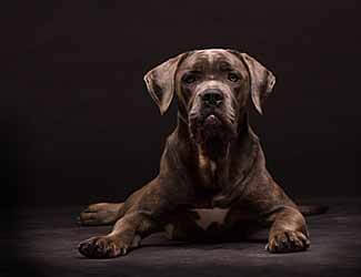 Mastiff hip dysplasia causes and symptoms