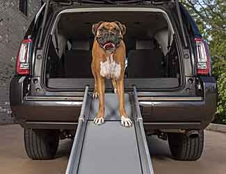 Find the best Mastiff products from ramps, beds, food, crates, training collars and more. We review them all and recommend our top picks.