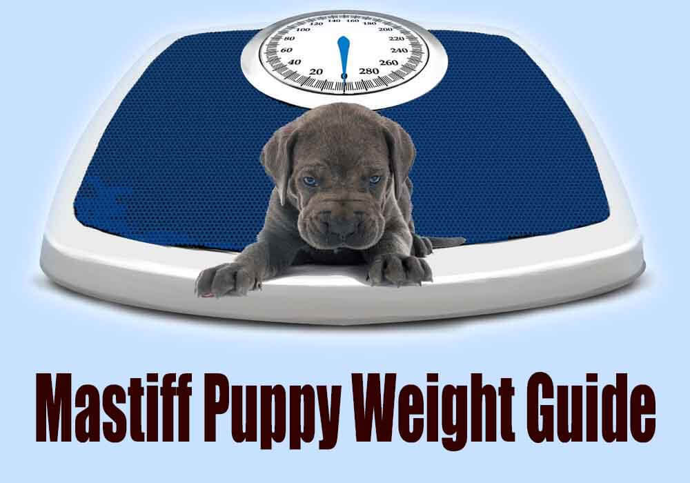 how much should english mastiff puppies weigh