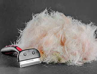 cane corso shedding dog hair that it's shedded