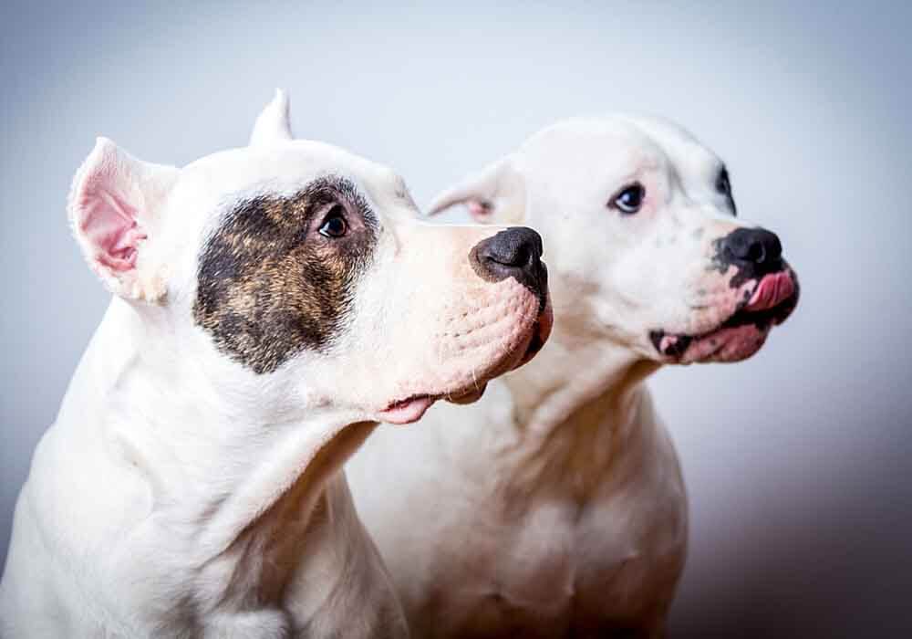 dogo argentino good and bad