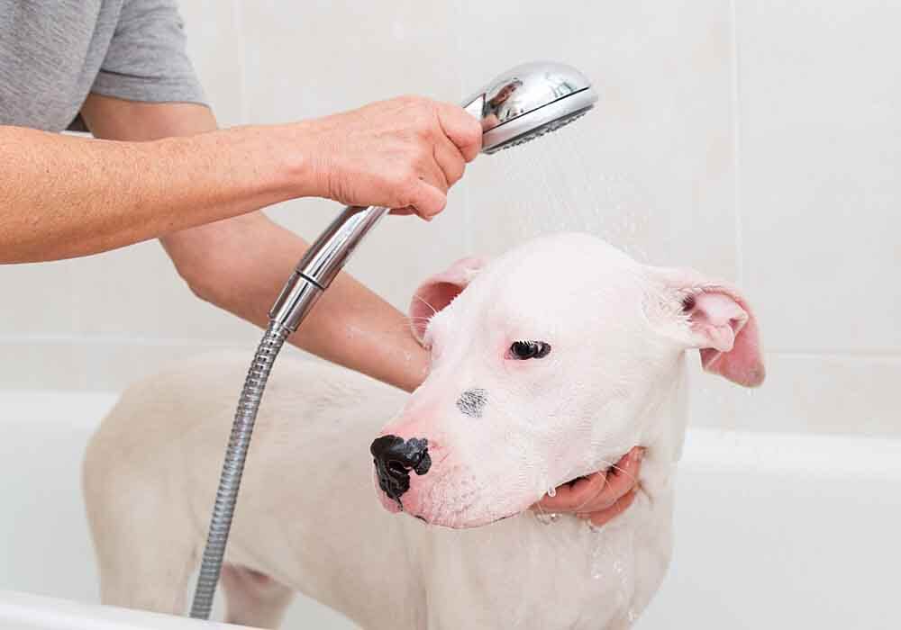 Mastiff being bathed and groomed How to groom a Mastiff