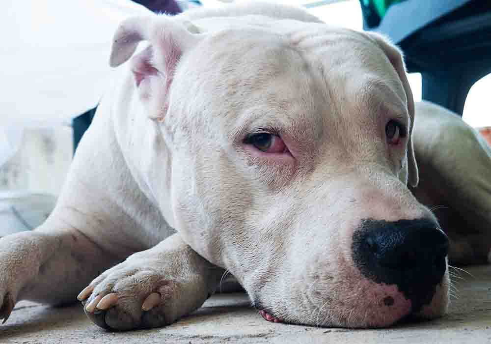 is the dogo argentino legal in lithuania