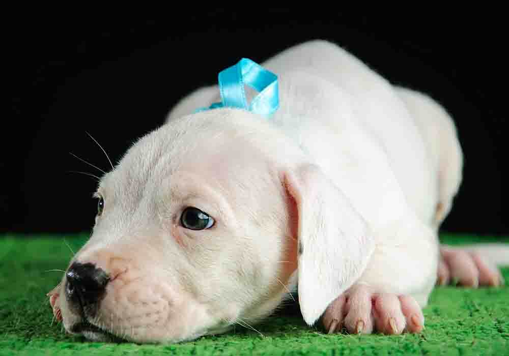 Raising a Dogo Argentino Puppy - Helpful Basics Guide