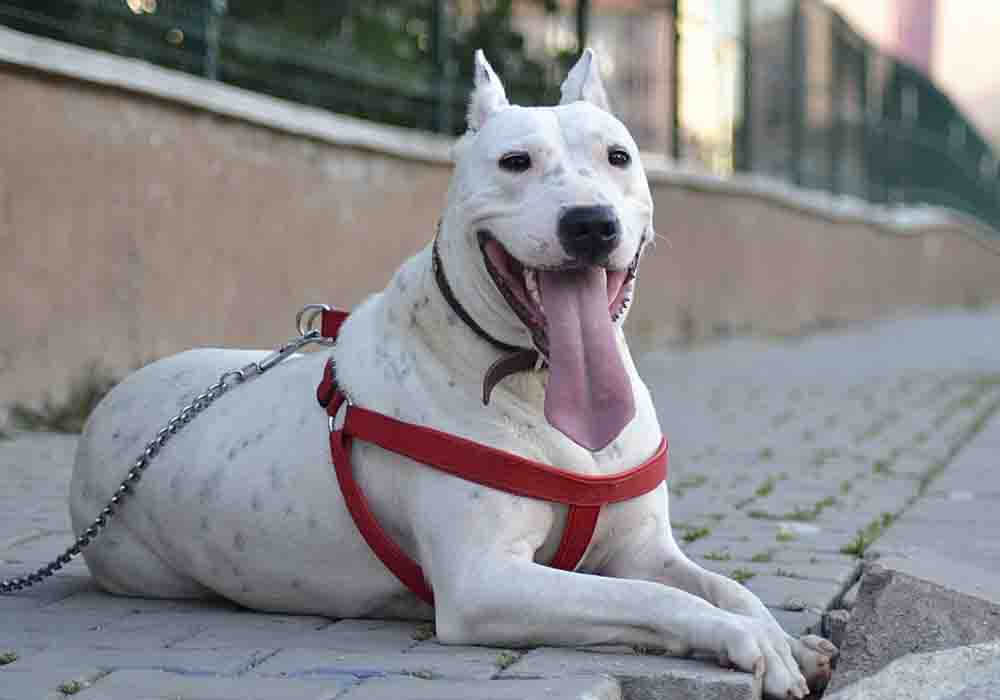 is the dogo argentino legal in lithuania