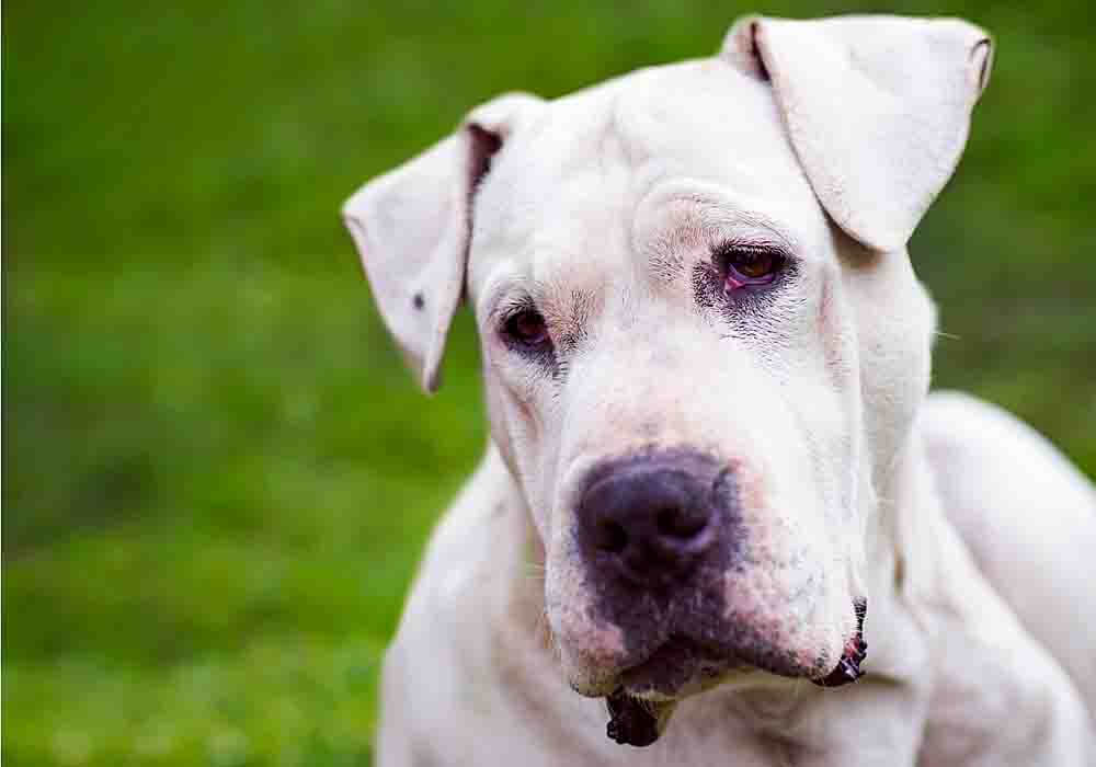 Are Dogo Argentino Dogs Aggressive Or Dangerous
