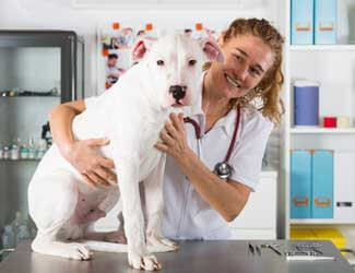 dogo argentino health problems