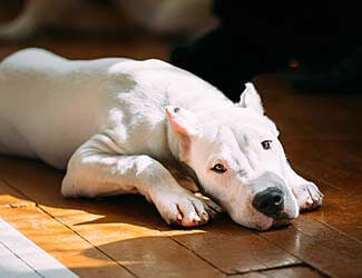 DogoArgentino325x250Sx-10.jpg