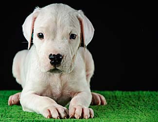 DogoArgentino325x250Sx-12.jpg