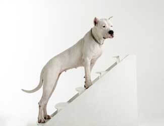 dogo argentino in flower field dogo argentino puppy