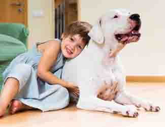 dogo argentino and little girl